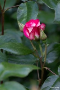Rose-13